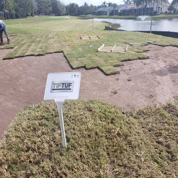 Professional Gold Course sod installation