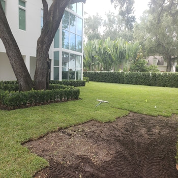 Tampa sommercial sod installation companies